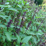 Basil 'Persian'