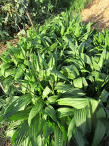 Plantain 'Tonic' - Green Harvest