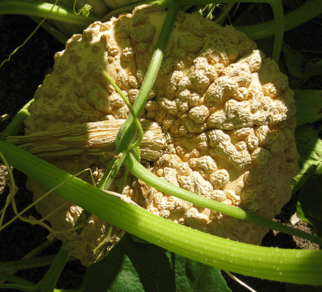 Pumpkin 'Galeux D'Eysines' - Green Harvest