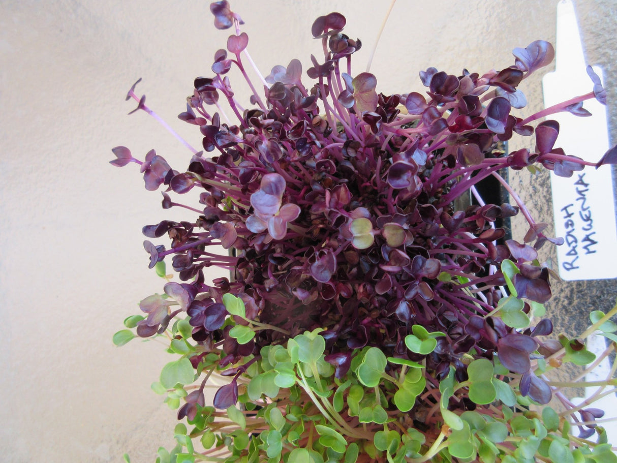 Radish Sprouting 'Magenta' - Green Harvest