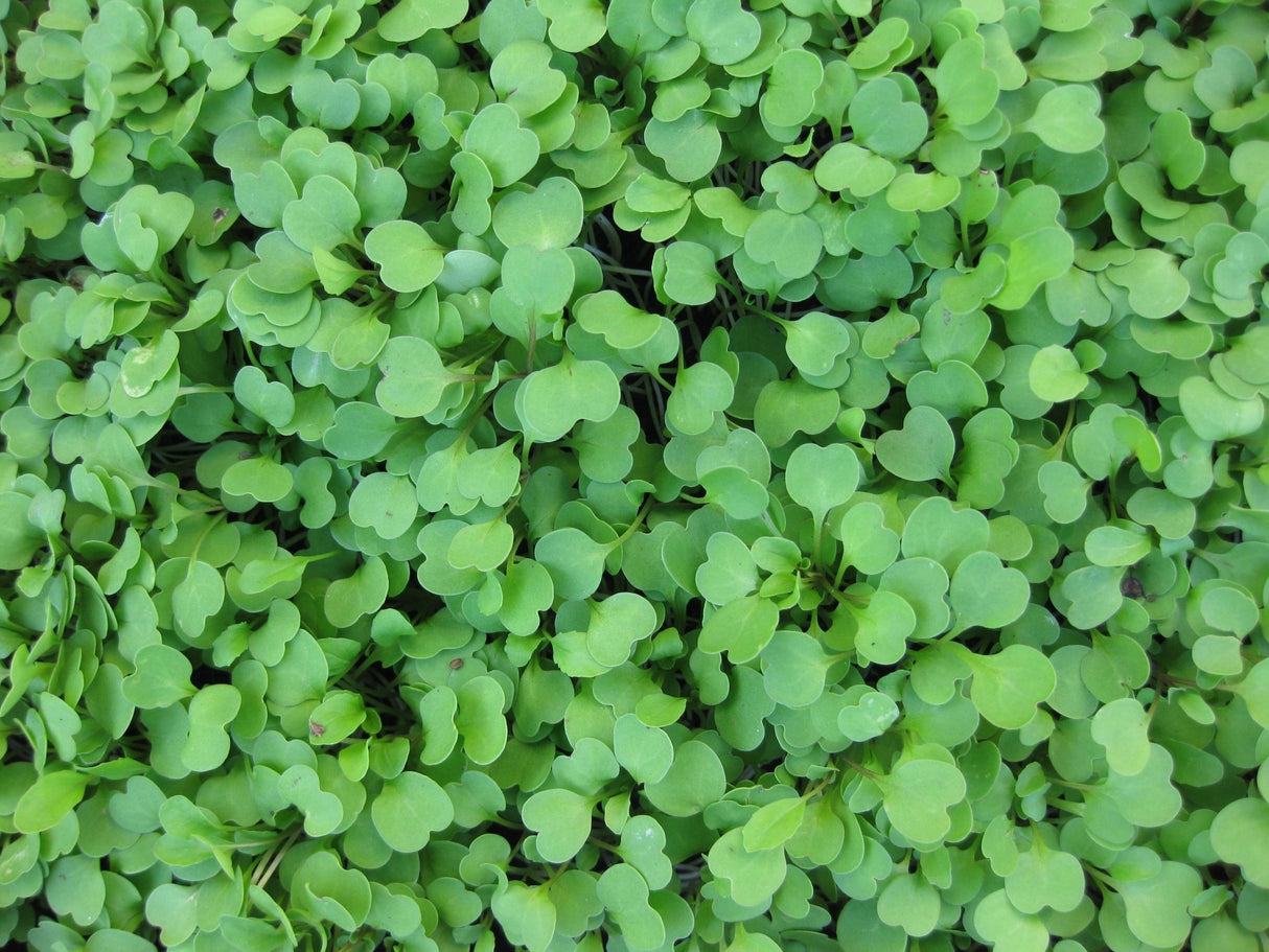 Rocket Microgreens - Green Harvest