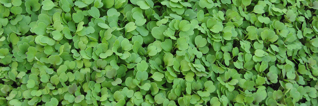 Rocket Microgreens - Green Harvest