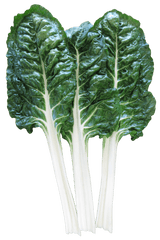 Silverbeet 'Fordhook Giant' - Green Harvest