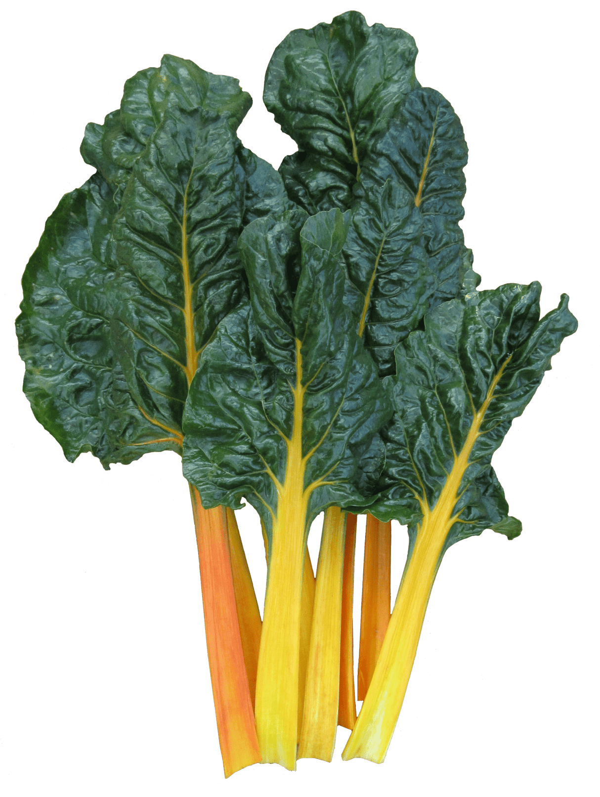 Silverbeet 'Orange Rib' - Green Harvest