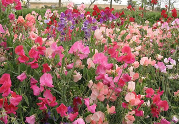 Sweetpea 'Old Spice' - Green Harvest