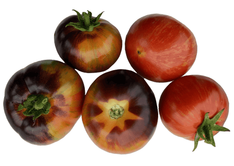 Tomato 'Indigo Rose' - Green Harvest