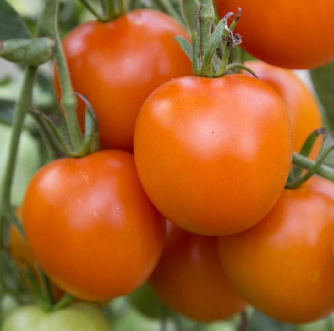 Tomato 'Jaune Flamme' - Green Harvest