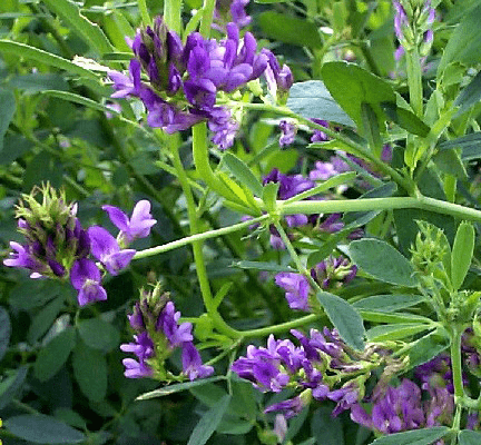 Tree Lucerne / Tagasaste - Green Harvest