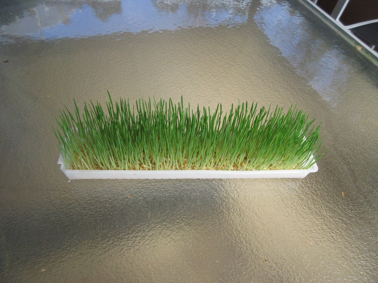 Wheatgrass - Green Harvest