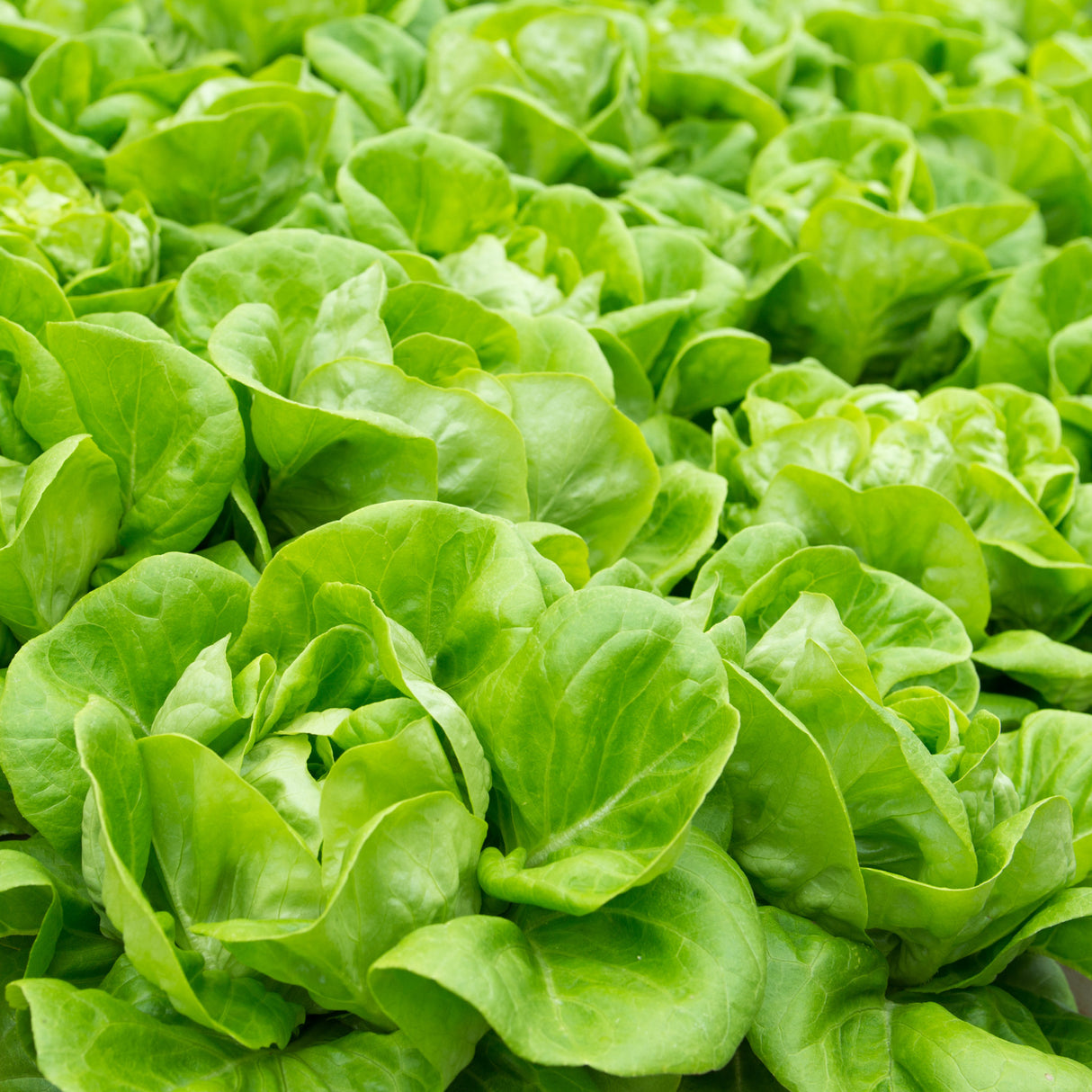Lettuce 'White Boston'