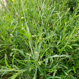 Rocket 'Sylvetta'