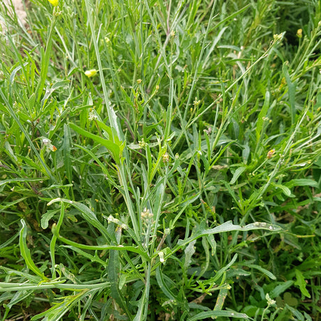 Rocket 'Sylvetta'